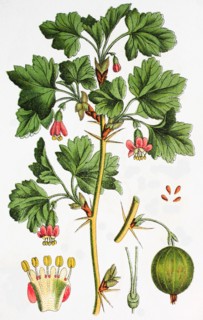 Gooseberry