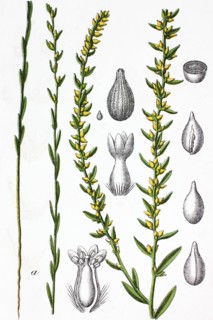 Spurge flax