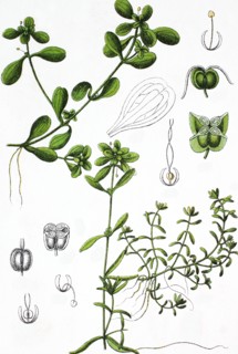 Pond water starwort