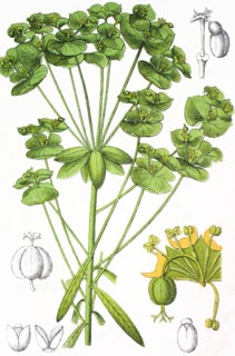 Sweet spurge
