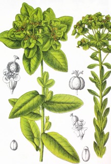 Euphorbia verrucosa