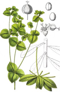 Broad-leaved spurge