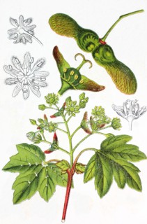 Field maple