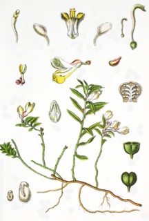 Shrubby milkwort