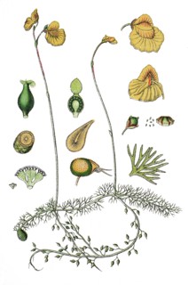 Flatleaf bladderwort