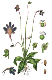 Common butterwort