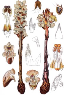 Broomrape