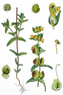 Cockscomb