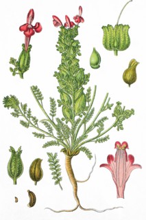 Common lousewort