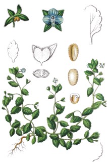 Green field-speedwell