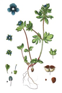 Finger speedwell