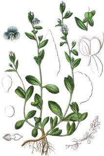 Thyme-leaved speedwell