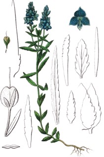 Saw-leaved speedwell