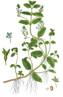Brooklime