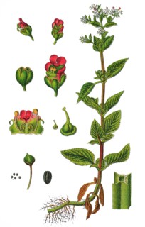 Green figwort