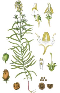 Common toadflax