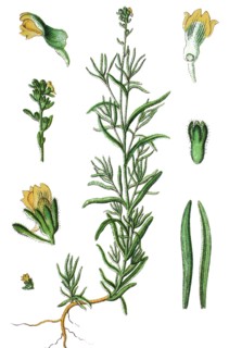 Toadflax