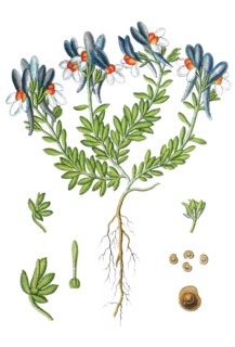 Alpine toadflax