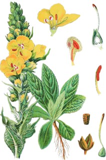 Dense-flowered mullein