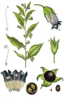 Belladonna