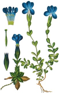 Gentian
