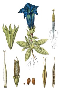 Stemless gentian