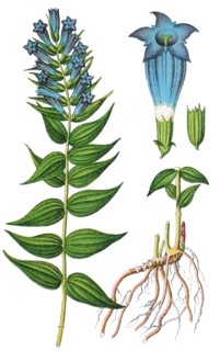 Willow gentian