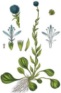 Globularia punctata