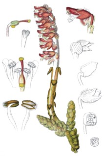 Common toothwort