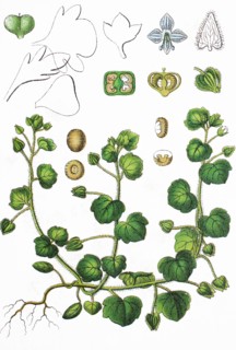 Ivy-leaved speedwell,