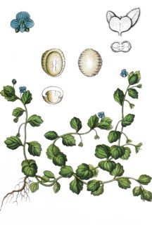 Matt speedwell