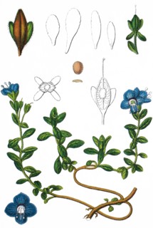 rock speedwell