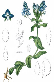 Sprawling speedwell