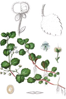 Wood speedwell
