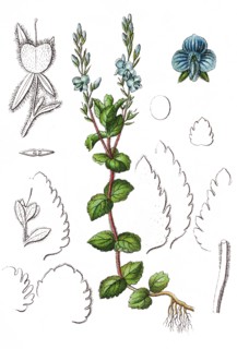 Germander speedwell