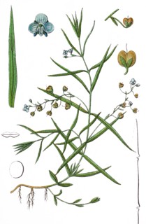 Marsh speedwell