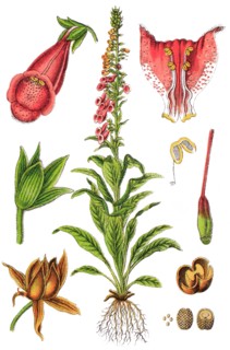 Foxglove