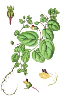 Roundleaf cancerwort