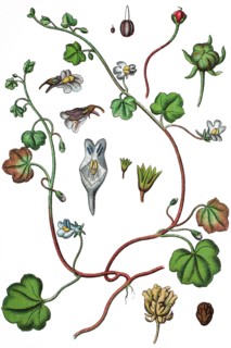 Ivy-leaved toadflax