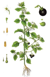 European black nightshade