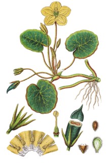 Fringed water-lily