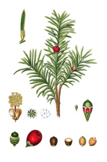 English yew