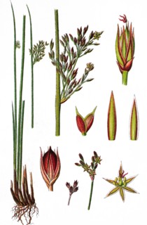 Juncus glaucus