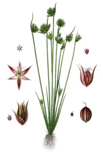 Leafybract dwarf rush