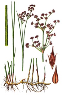 Sharp-flowered rush