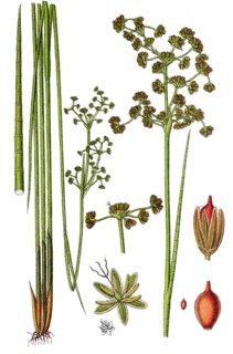 Blunt-flowered rush