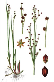 Alpine rush