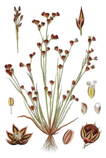 Juncus tenageia