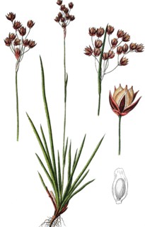 Southern wood-rush