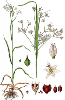 White wood-rush